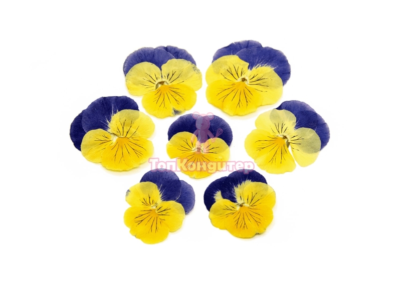 Виола обезвоженная "Глаза кошки" плоская 20 шт